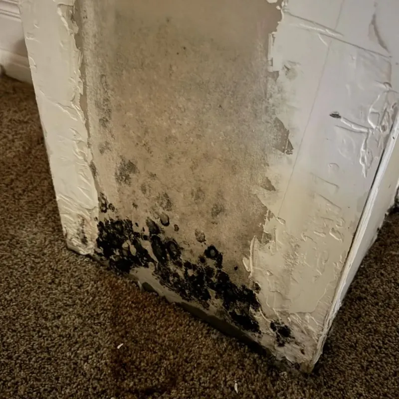 Professional Mold Removal in Iola, KS